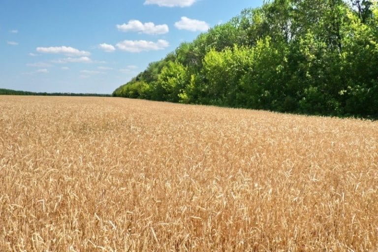 Власти собираются лишить собственников сельхозземель права самостоятельной вырубки лесополос