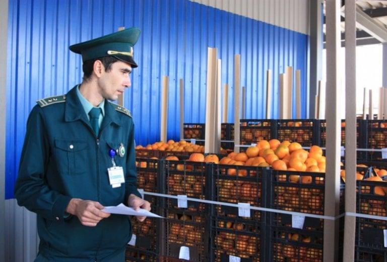 350 тонн абхазских мандаринов оформляется на границе ежедневно