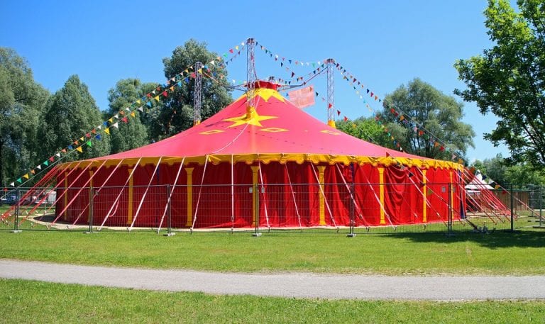 На Кубани вынесли приговор директору цирка, в котором на ребенка напала львица