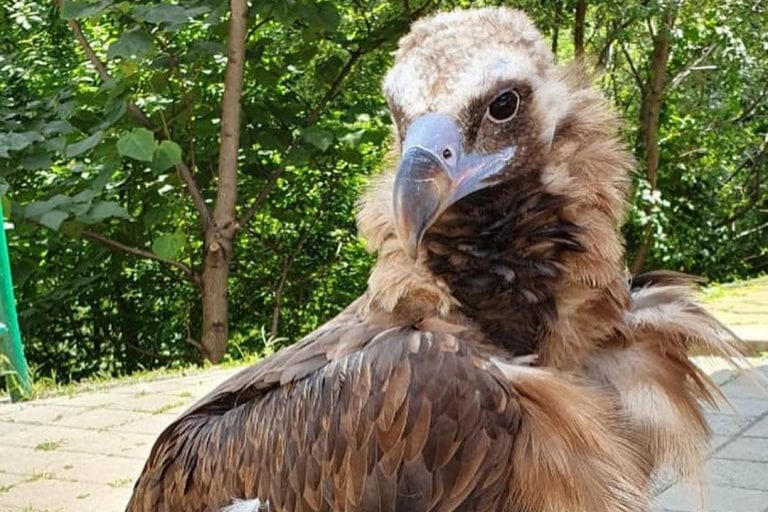 В Сочи у уличного фотографа изъяли краснокнижного грифа