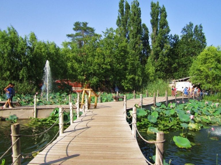 Мэрия Краснодара судится с «Сафари-парком» за земельный участок на Солнечном острове