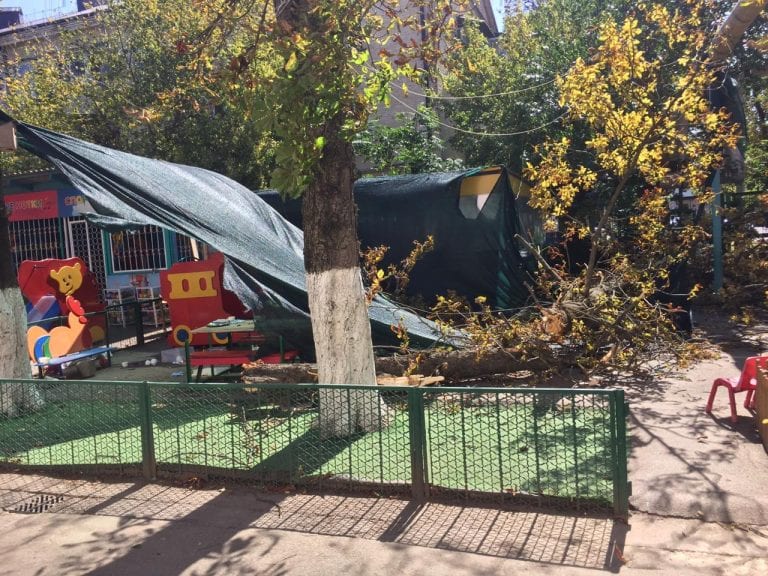 Чиновник из мэрии Краснодара подозревается в смерти девочки в детском саду от рухнувшего дерева. Он утверждает, что невиновен