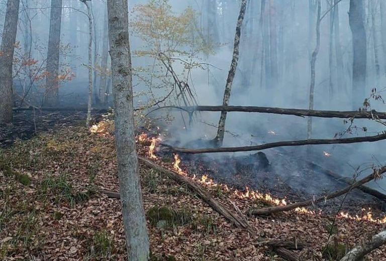 На Кубани потушили лесной пожар на площади 3 га