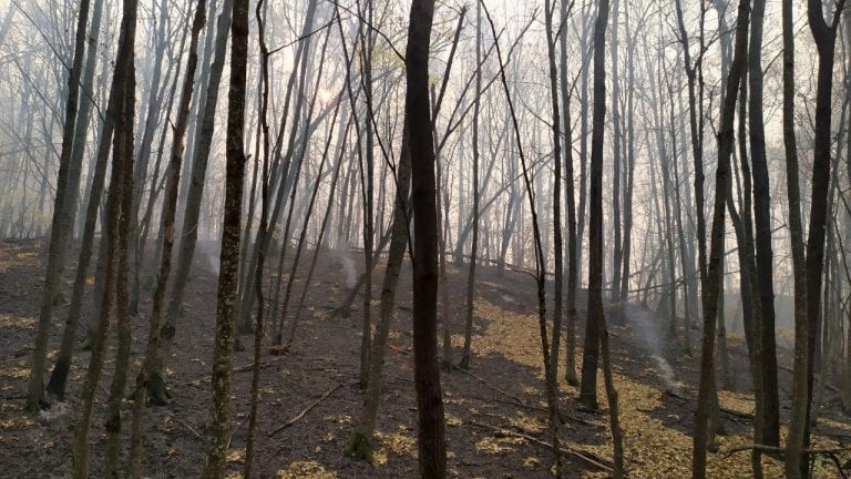 Кондратьев заявил, что Утриш закроют для туристов после пожара