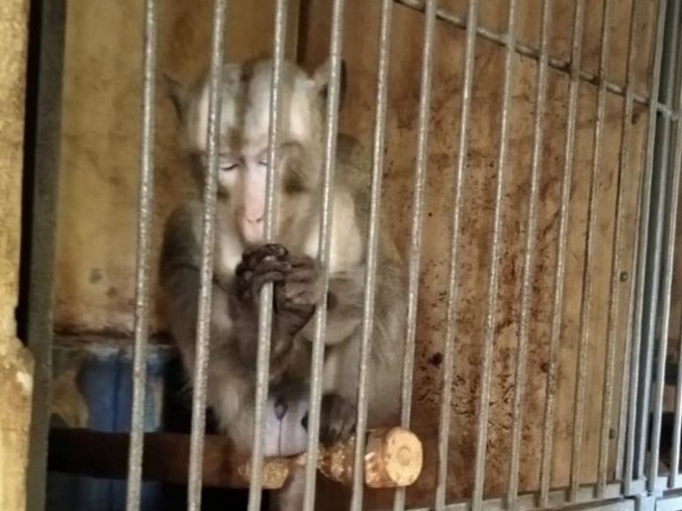 В Сочи оштрафовали хозяина нелегального питомника с дикими животными