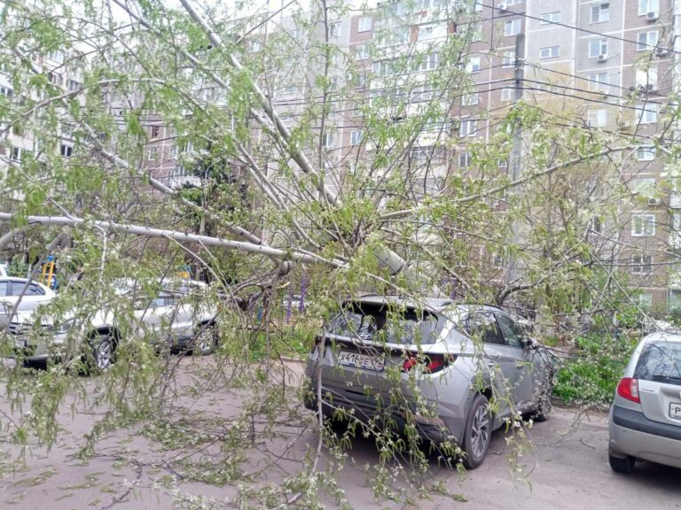 В Краснодаре из-за сильного ветра падают деревья и рекламные щиты