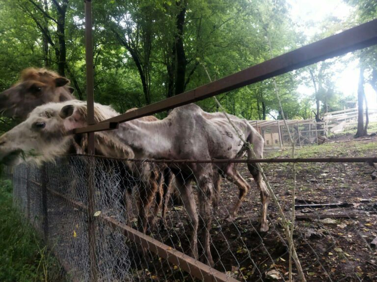 Специалисты не нашли нарушений в сафари-парке с истощенными верблюдами
