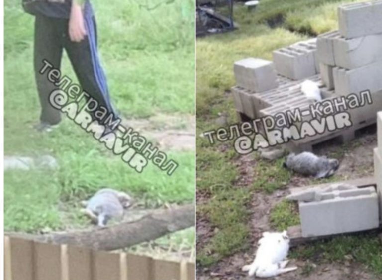 В Армавире 12-летнего школьника подозревают в массовом убийстве кроликов и уток