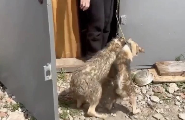 В Краснодаре благодаря зоозащитникам спасли собак, которых год держали запертыми в подвале гаража