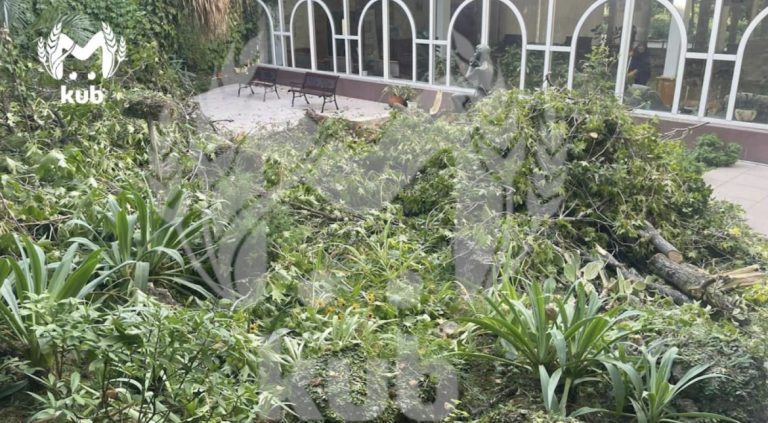 Рядом с залом органной музыки в Сочи на двух женщин рухнуло дерево