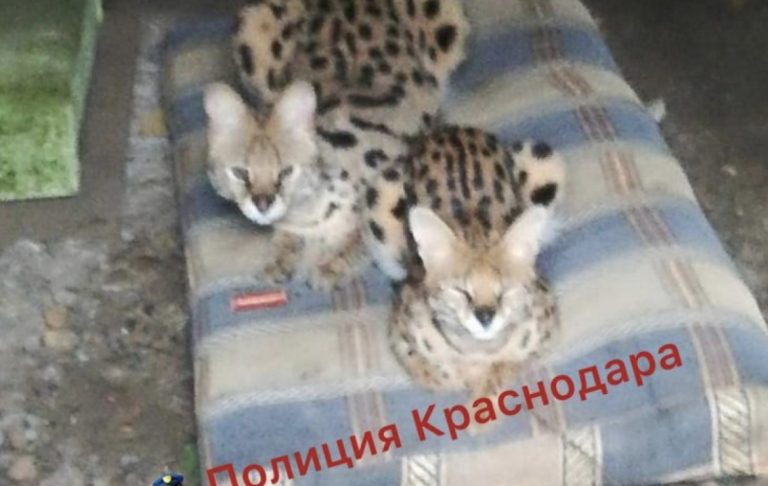 Суд Краснодара оштрафовал владелицу сервалов, которых держали запертыми в гаражном боксе