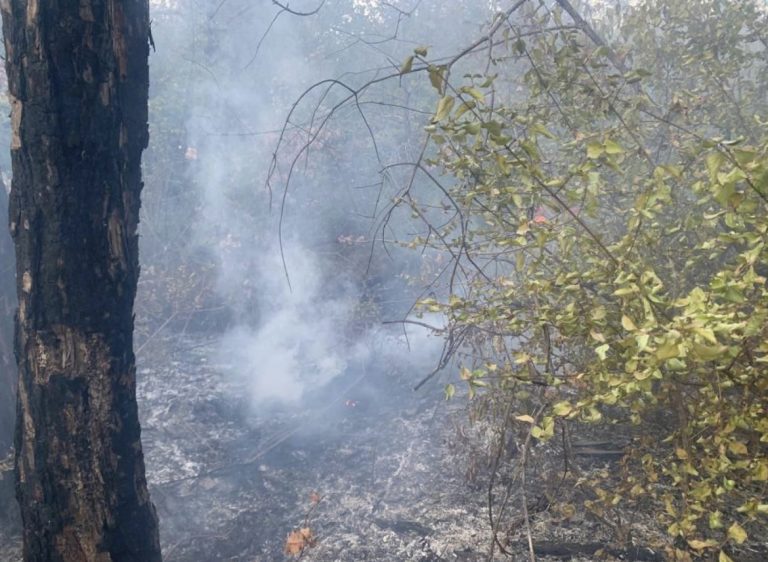 Очередной лесной пожар в Геленджике тушили почти 3,5 часа