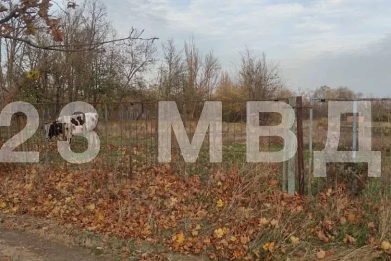 Соседский бык вспорол живот жительнице Кубани