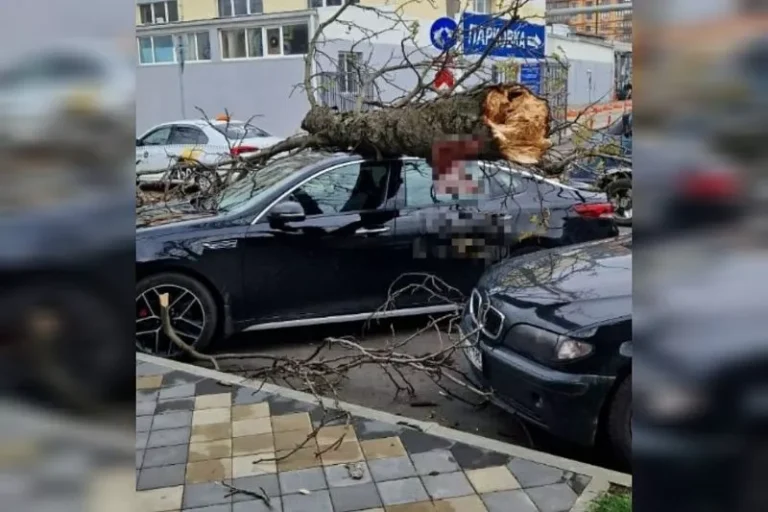 В Краснодаре из-за ураганного ветра на две припаркованные иномарки упали деревья