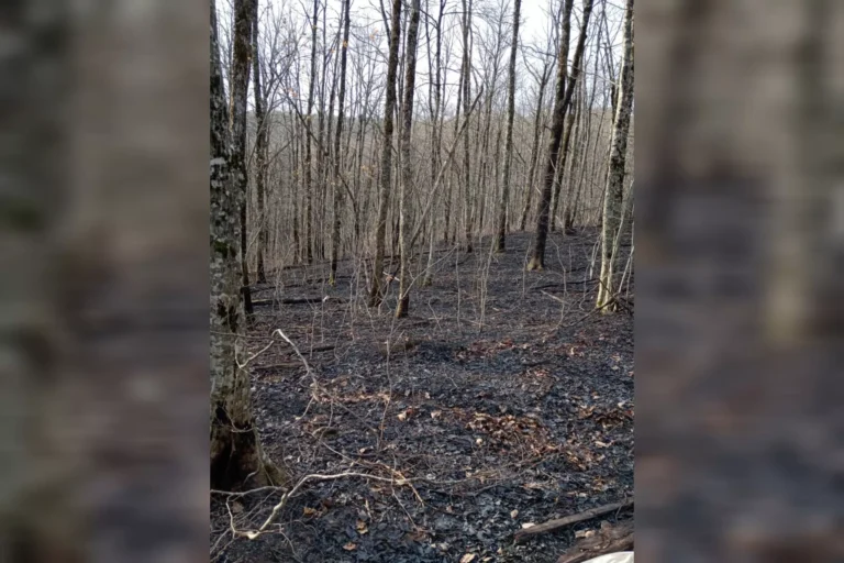 В Туапсинском районе потушили крупный лесной пожар