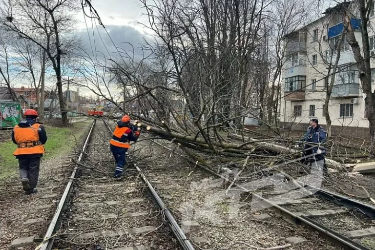 В Краснодаре из-за упавшего на контактную сеть дерева изменили направление пяти трамвайных маршрутов