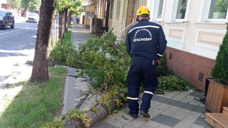 В Краснодаре из-за сильного ветра повалило 260 деревьев