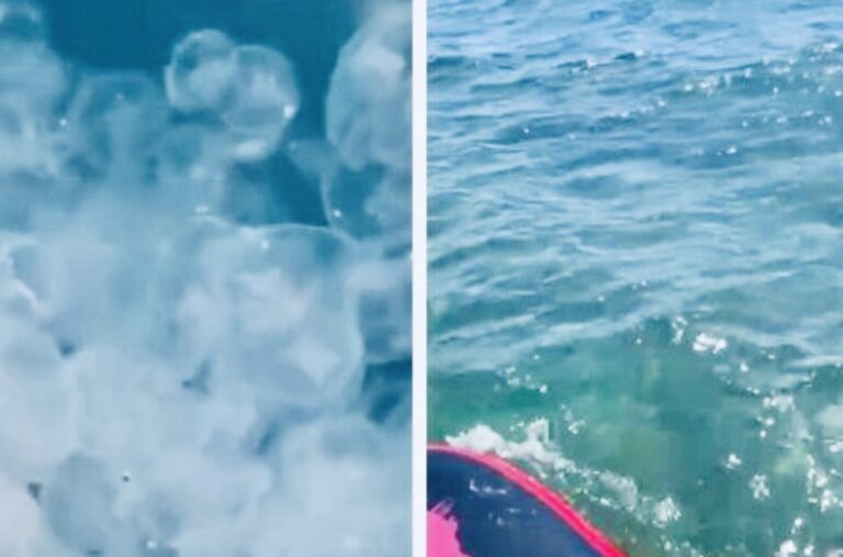 Нашествие медуз наблюдается в акватории моря Анапы