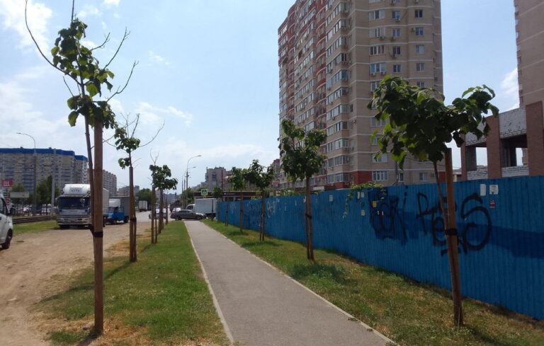 Мэрия Краснодара высадила деревья, но отказывается их поливать